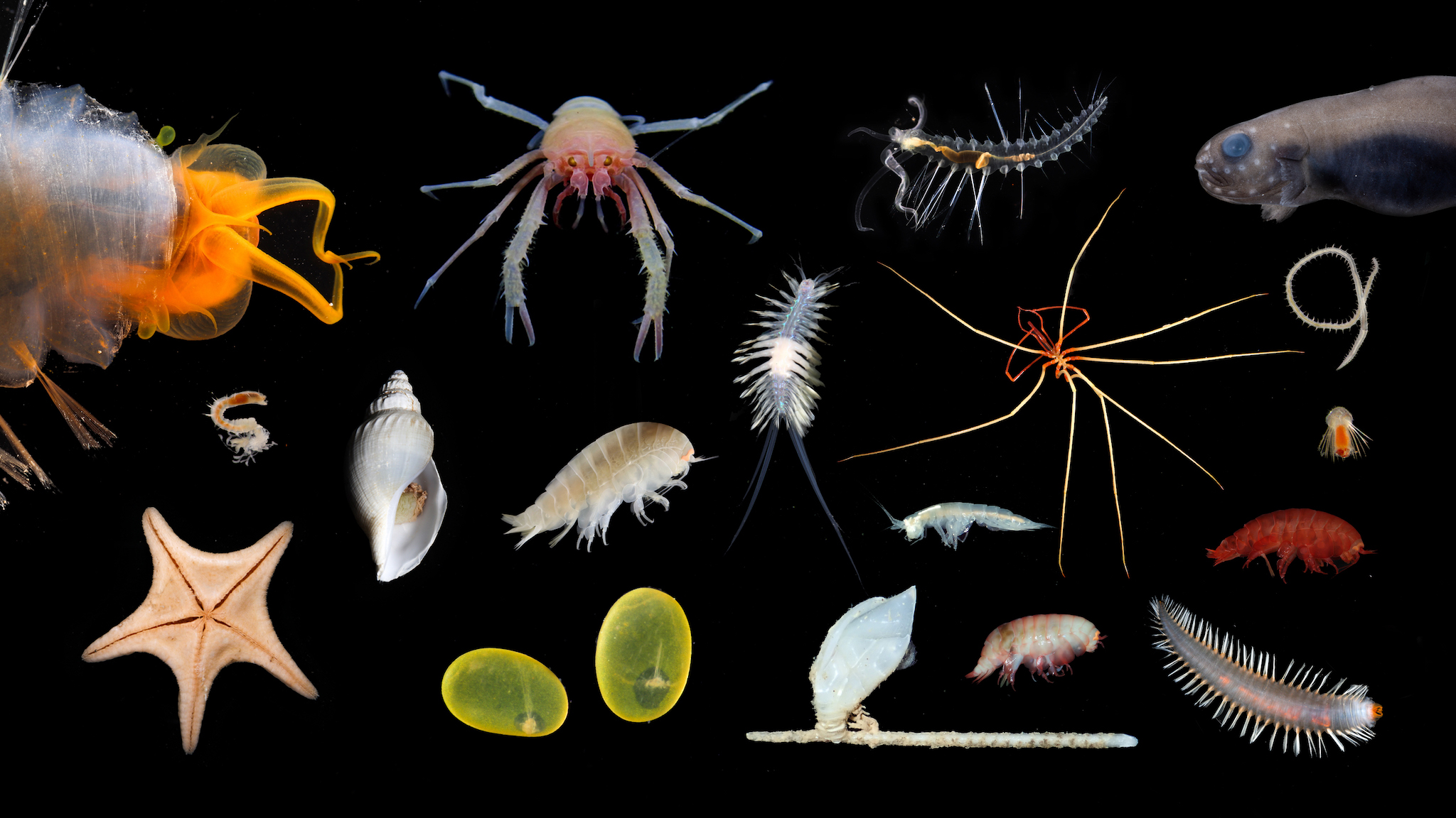 Biodiversity in the Abyss